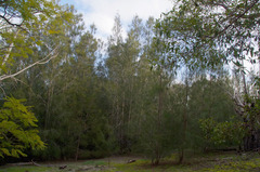 Casuarina glauca