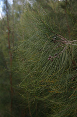 Casuarina glauca