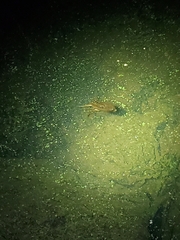 Lethocerus americanus