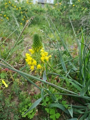 Bulbine