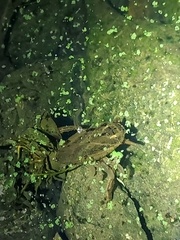 Lethocerus americanus