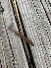 Luscinia megarhynchos