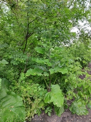 Arctium nemorosum