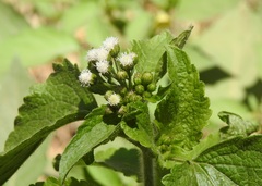 Ageratum