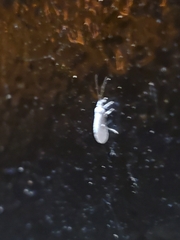 Coniopterygidae