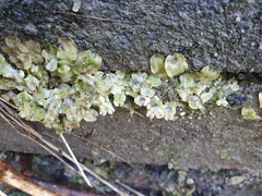 Lunularia cruciata