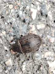 Byrrhus pilula