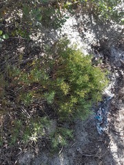 Leucadendron salignum