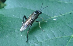 Macrophya militaris