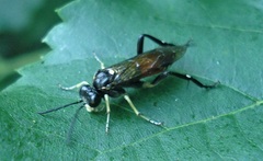 Macrophya militaris