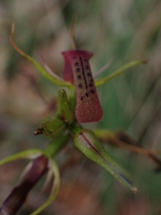 Cryptostylis leptochila