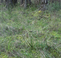 Xanthorrhoea minor lutea