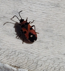 Horvathiolus superbus