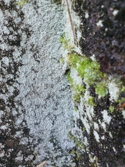 Lepraria finkii