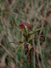 Cryptostylis leptochila
