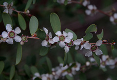 Leptospermum laevigatum