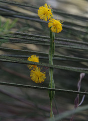 Acacia applanata