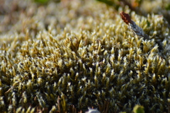 Racomitrium lanuginosum