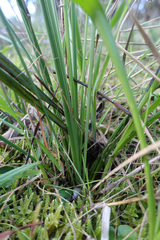 Xanthorrhoea minor lutea