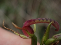 Cryptostylis leptochila