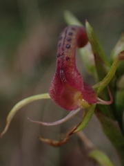 Cryptostylis leptochila