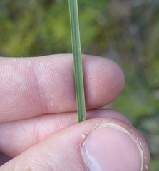 Xanthorrhoea minor lutea