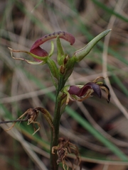 Cryptostylis leptochila