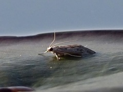 Crambidae