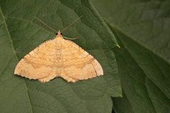 Camptogramma bilineata