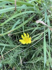 Cichorieae
