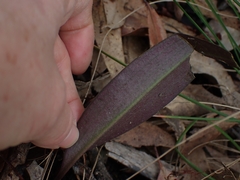 Cryptostylis leptochila