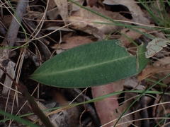 Cryptostylis leptochila