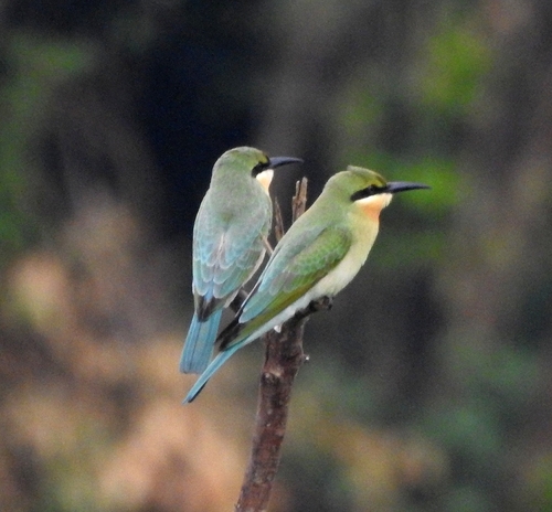 Blue-tailed Bee-eater (Merops philippinus), photo 9