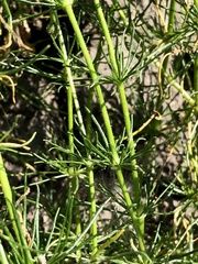 Spergula