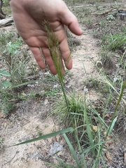 Panicum dichotomiflorum