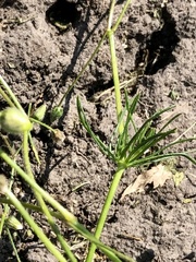 Spergula