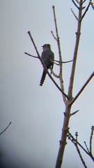 Cacomantis flabelliformis