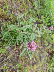Trifolium alpestre