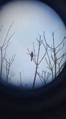 Cacomantis flabelliformis