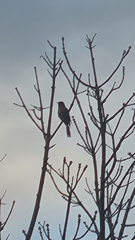 Cacomantis flabelliformis