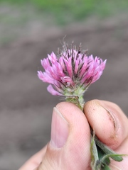 Trifolium alpestre