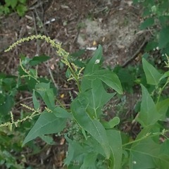 Atriplex sagittata
