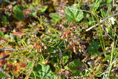 Rhododendron tomentosum