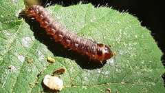 Noctuoidea