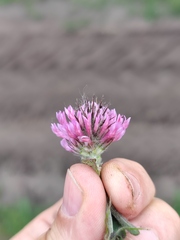 Trifolium alpestre