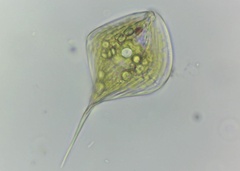 Phacus circumflexus
