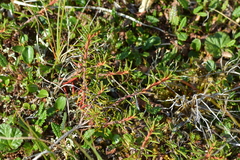 Rhododendron tomentosum