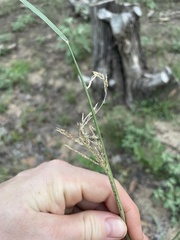 Panicum dichotomiflorum