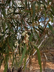 Eucalyptus gracilis
