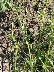 Spergula